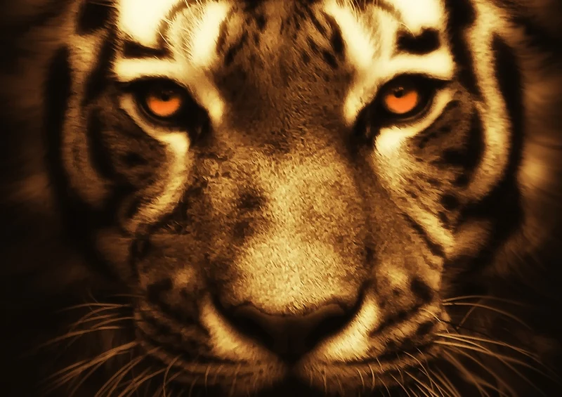 35317 Tierwelt - Tiger Puzzle