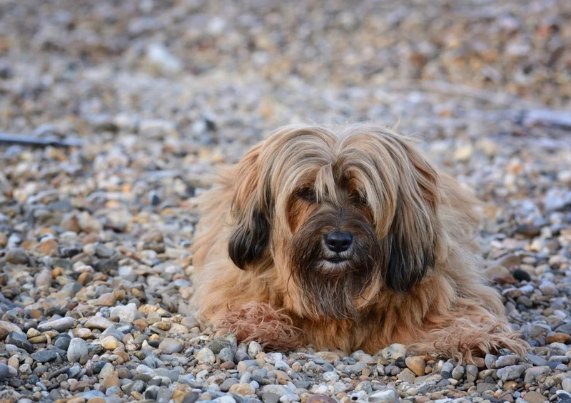 35311 Tierwelt - Hund Puzzle