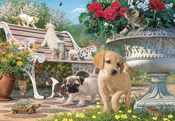 Pets Hide and Seek, Steve Read