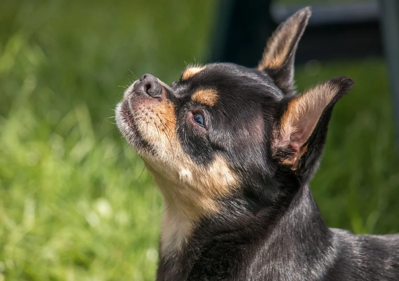 34712 Tierwelt - Chihuahua Puzzle