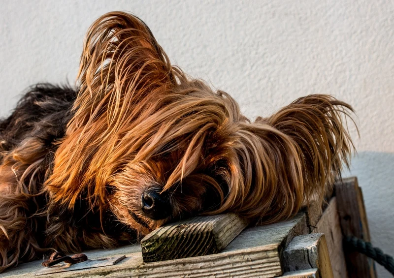34707 Tierwelt - Yorkshire terrier Puzzle