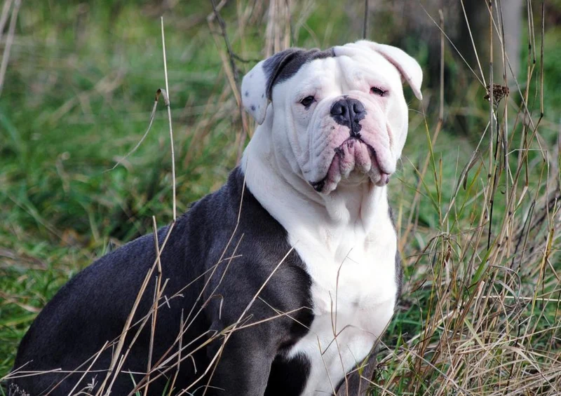 19069 Tierwelt - Englische Bulldogge Puzzle