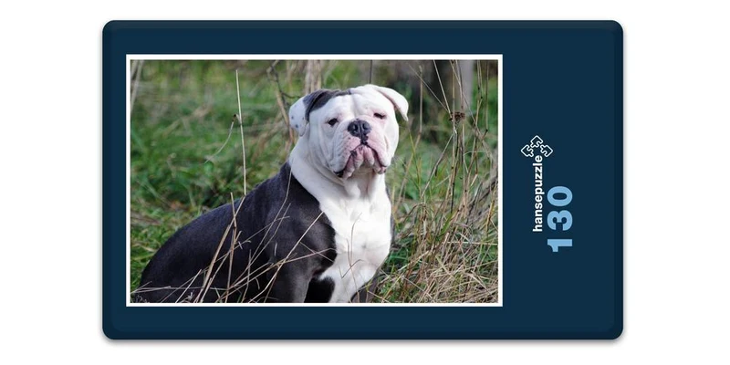 19069 Tierwelt - Englische Bulldogge Puzzle