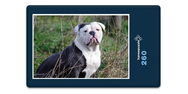 19069 Tierwelt - Englische Bulldogge Puzzle