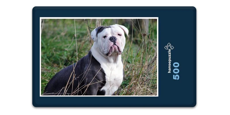 19069 Tierwelt - Englische Bulldogge Puzzle