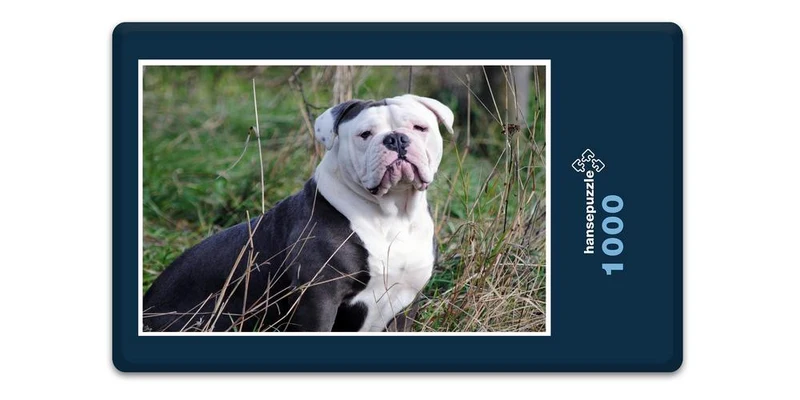 19069 Tierwelt - Englische Bulldogge Puzzle