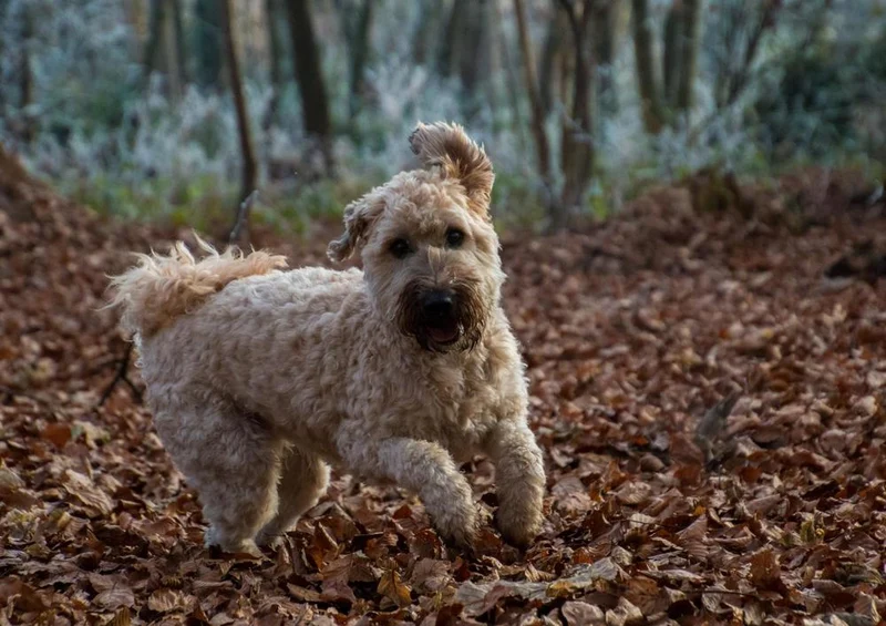 19064 Tierwelt - Terrier im Laub Puzzle