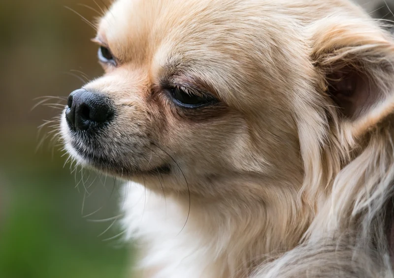 34702 Tierwelt - Chihuahua Puzzle