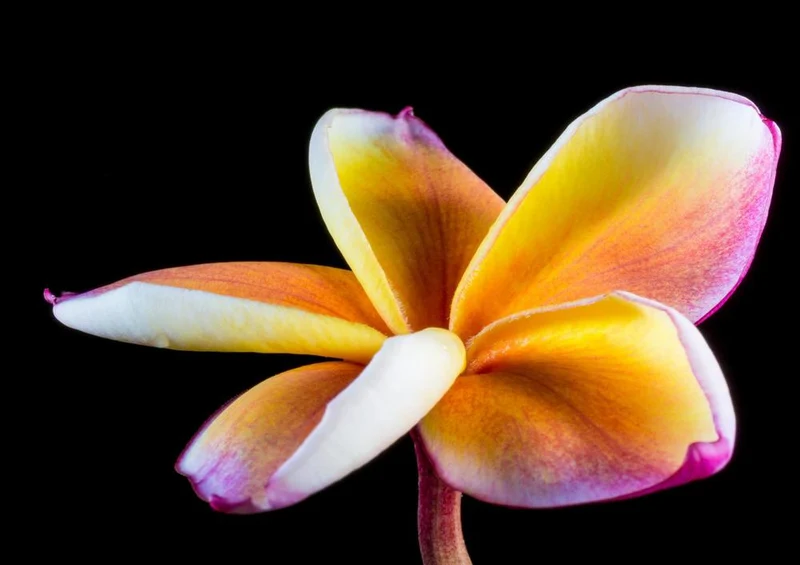 29843 Natur - Frangipani Puzzle