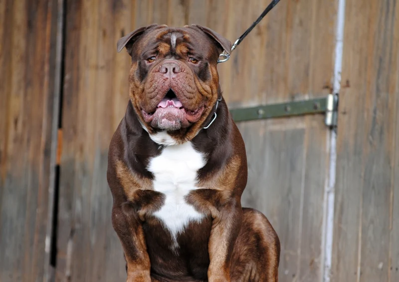 34697 Tierwelt - Englische Bulldogge Puzzle