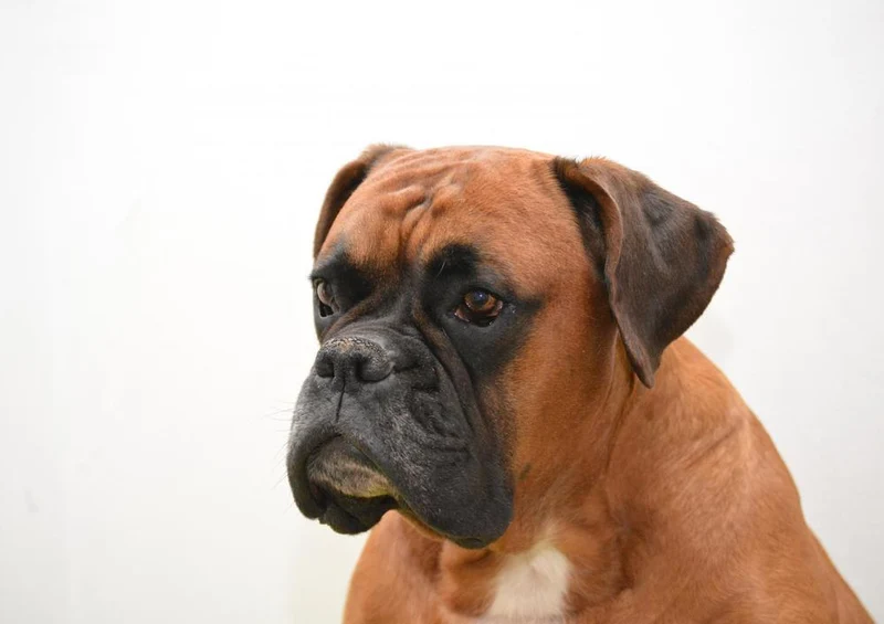 29838 Tierwelt - Boxer Puzzle