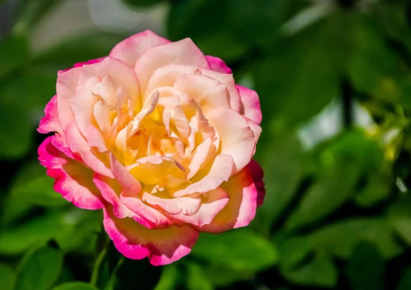 18228 Natur - Rose Puzzle
