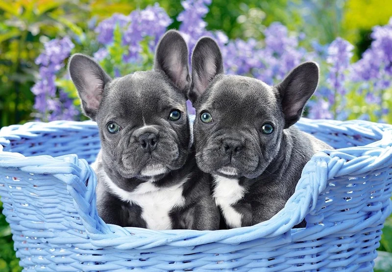French Bulldog Puppies, Greg Cuddiford (1000pcs)