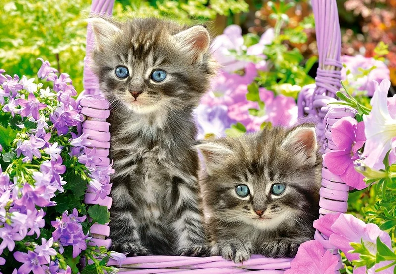 Kittens in Summer Garden, Greg Cuddiford