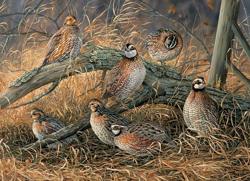 Quail, Rosemary Millette