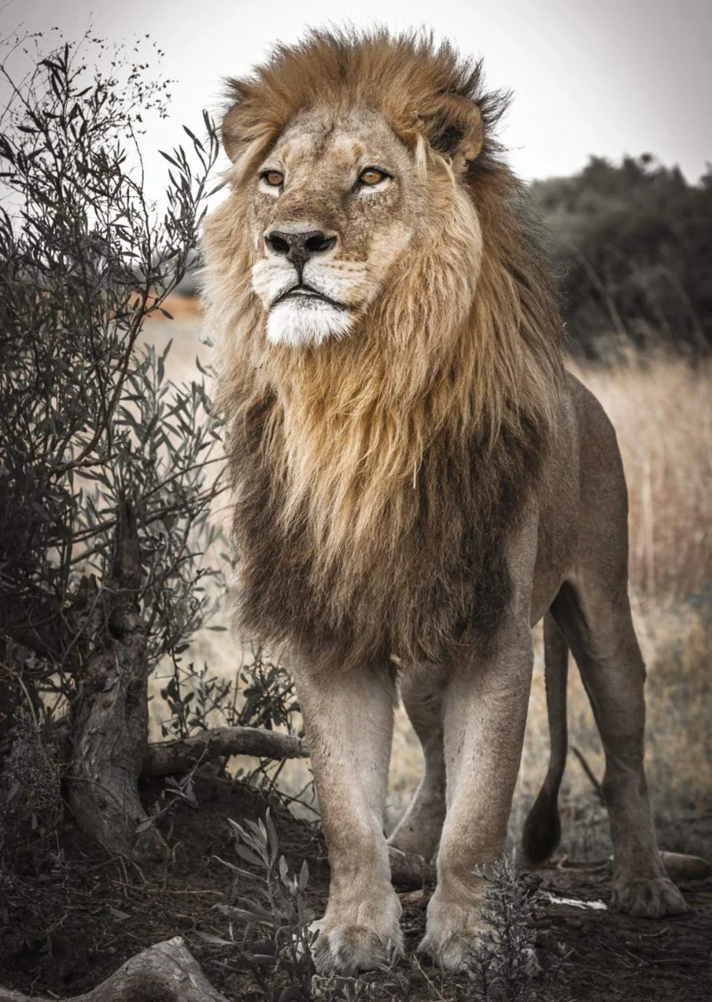 Proud Lion