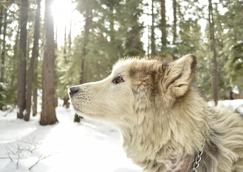 34579 Tierwelt - Wolf Puzzle