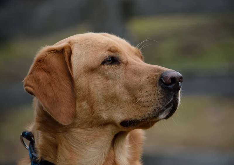 34573 Tierwelt - Labrador Puzzle