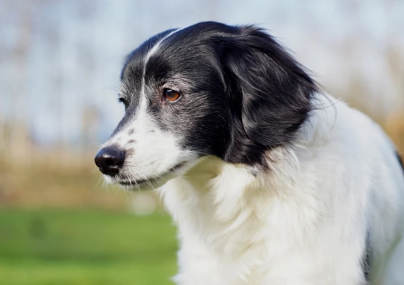 34568 Tierwelt - Hund Puzzle