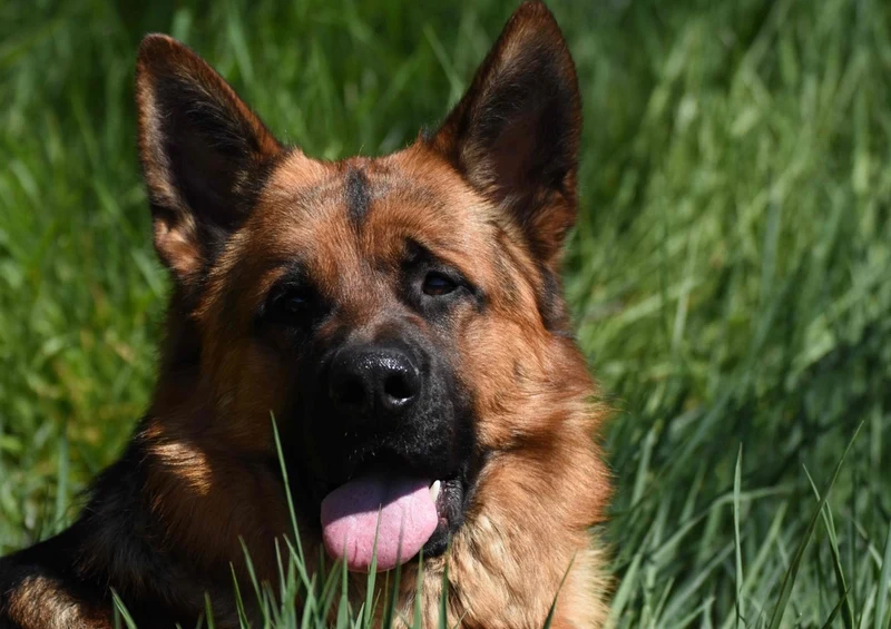 34563 Tierwelt - Schäferhund Puzzle