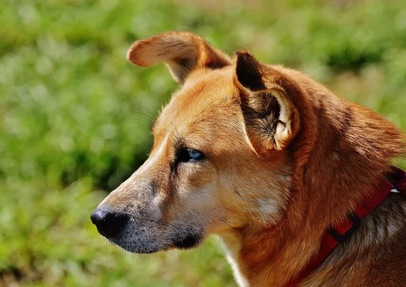 34558 Tierwelt - Hund Puzzle