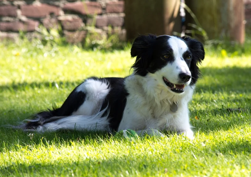 34552 Tierwelt - Hund Puzzle