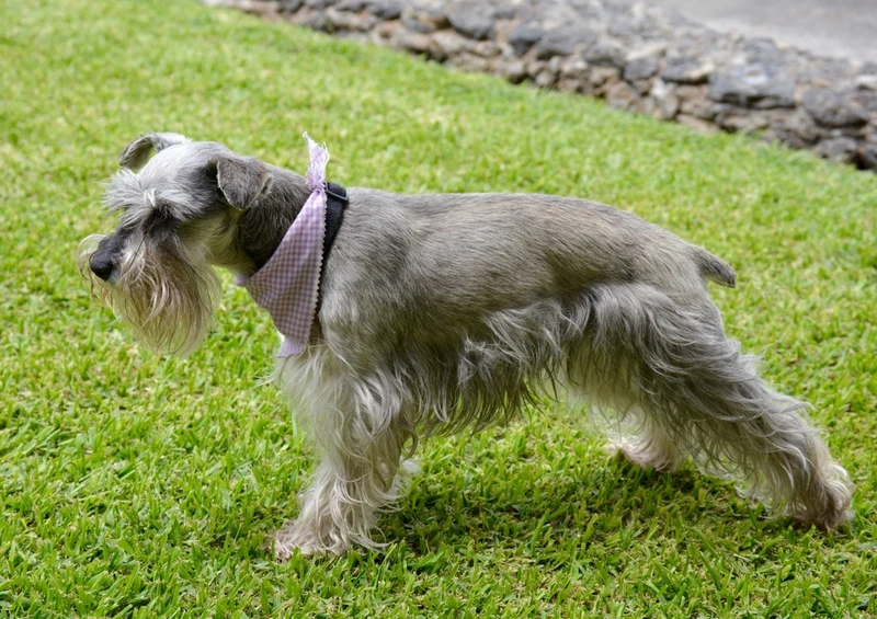 43227 Tierwelt - Schnauzer Puzzle
