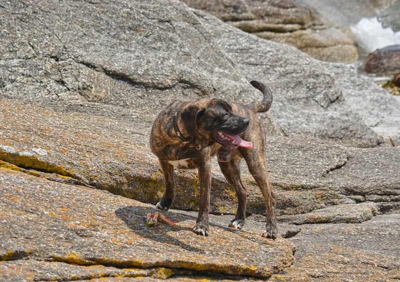 35295 Tierwelt - Hund Puzzle