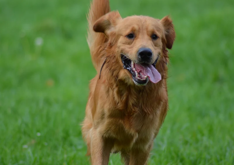 35283 Tierwelt - Golden retriever Puzzle