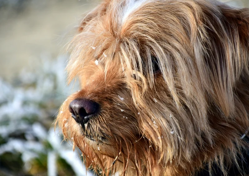 35278 Tierwelt - Hund Puzzle