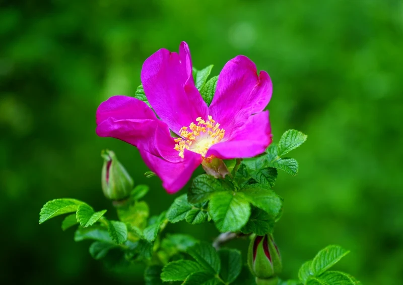 35268 Tierwelt - Rosenblüte Puzzle