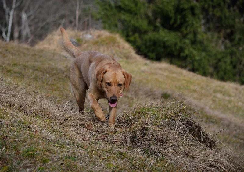 35257 Tierwelt - Labrador Puzzle