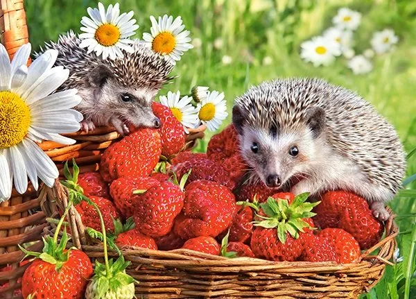 Strawberry Dessert, Elena Eremina, 260 Pieces