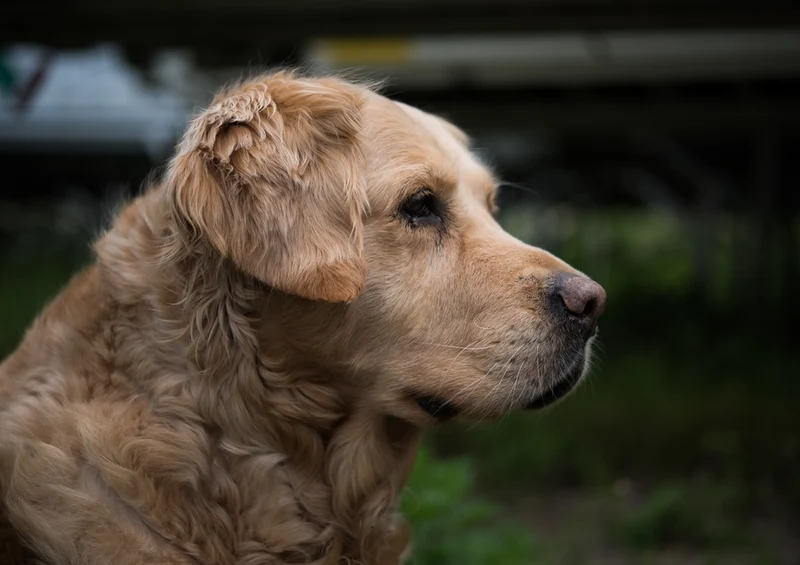 34692 Tierwelt - Hund Puzzle