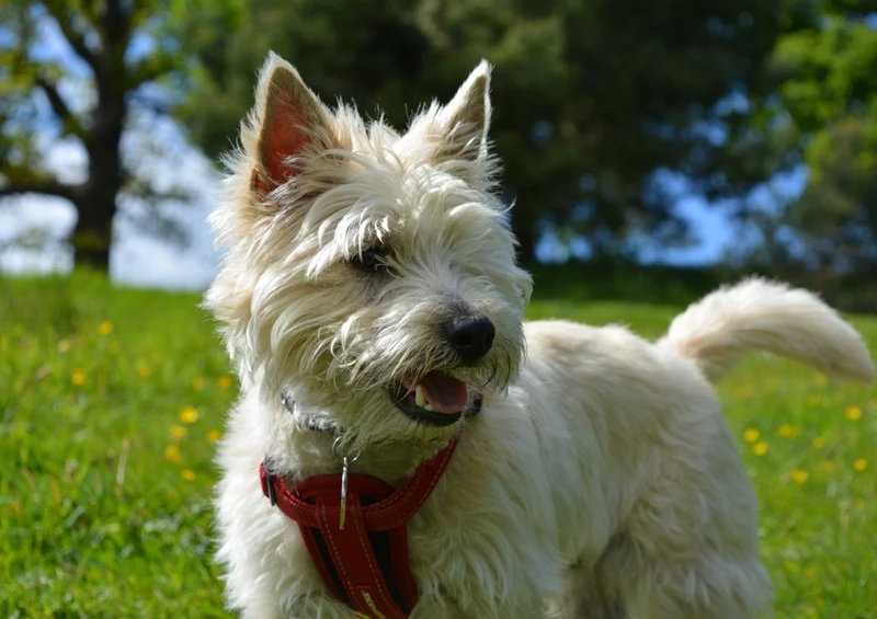 34682 Tierwelt - Hund Puzzle