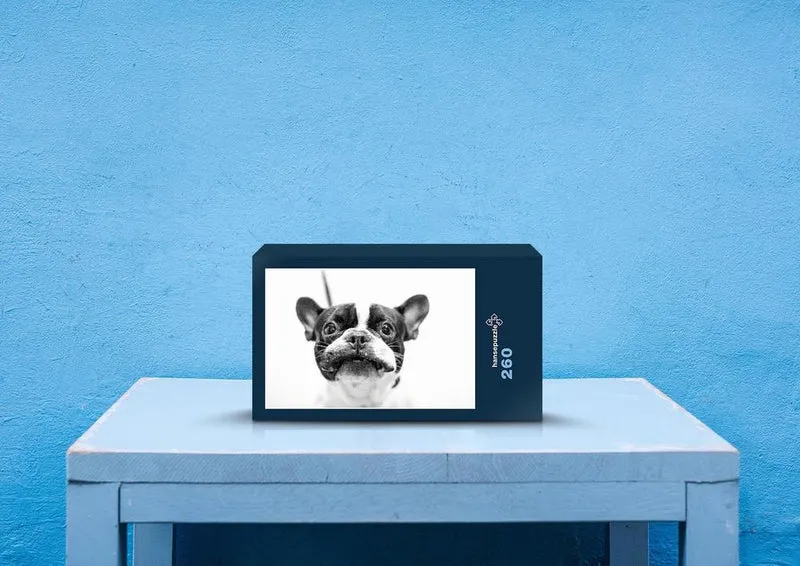 30574 Tierwelt - Französische bulldogge Puzzle