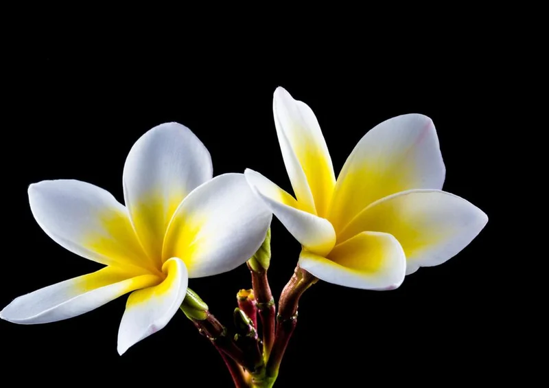 29833 Natur - Blüte Puzzle