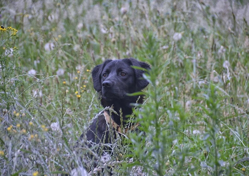 34670 Tierwelt - Labrador Puzzle