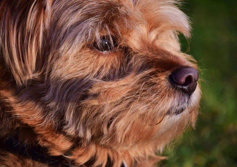 34665 Tierwelt - Hund Puzzle