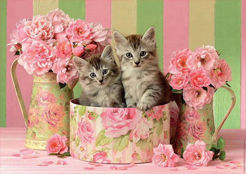 Kittens with Roses, Greg Cuddiford