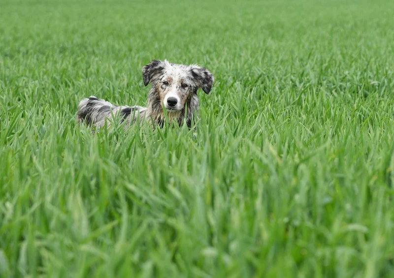29888 Tierwelt - Hund Puzzle