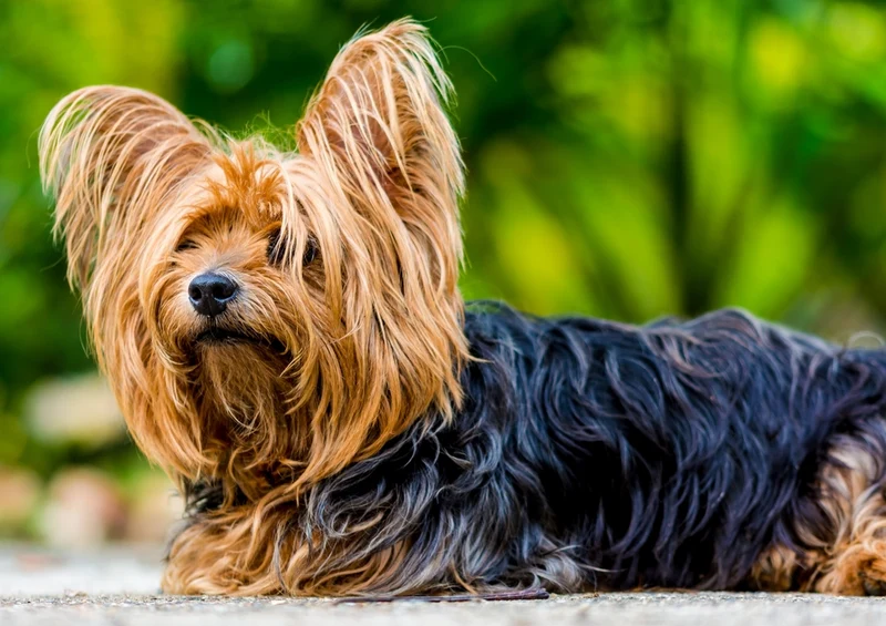 34547 Tierwelt - Yorkshire terrier Puzzle