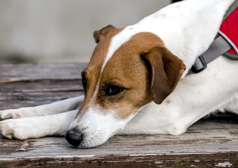 34542 Tierwelt - Hund Puzzle