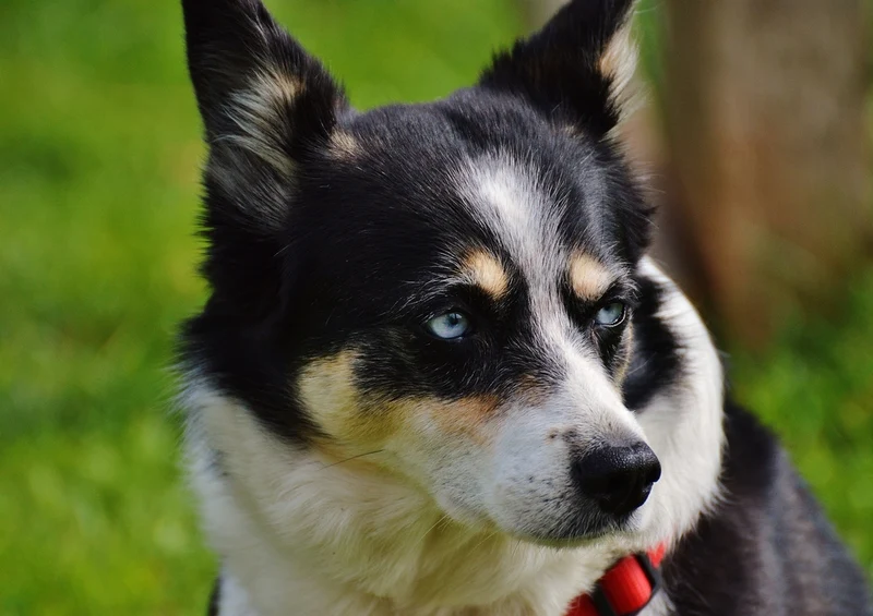 34537 Tierwelt - Hund Puzzle