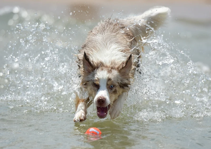 43217 Tierwelt - Hund Puzzle