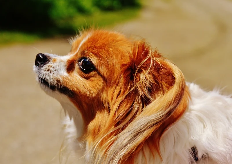 34516 Tierwelt - Hund Puzzle
