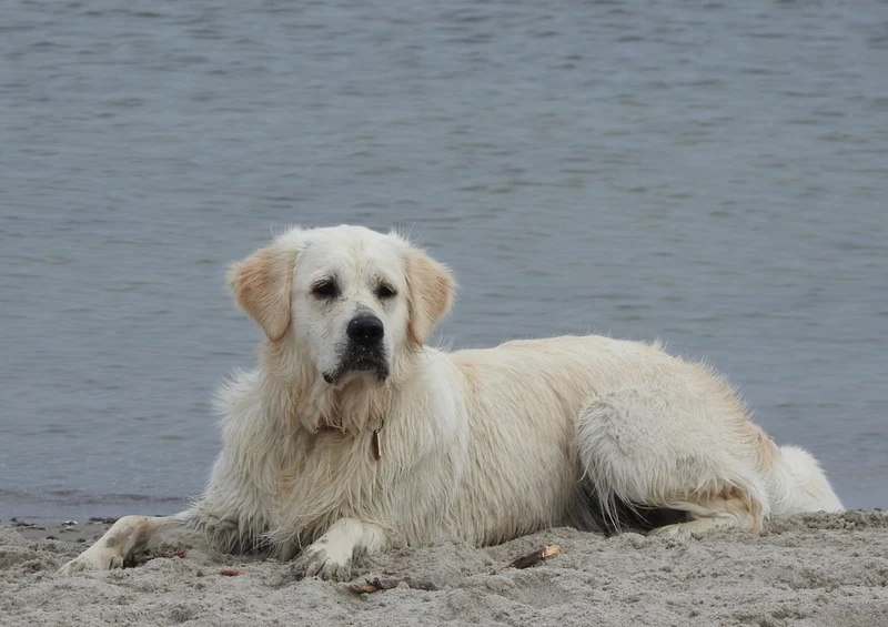 34764 Tierwelt - Golden retriever Puzzle