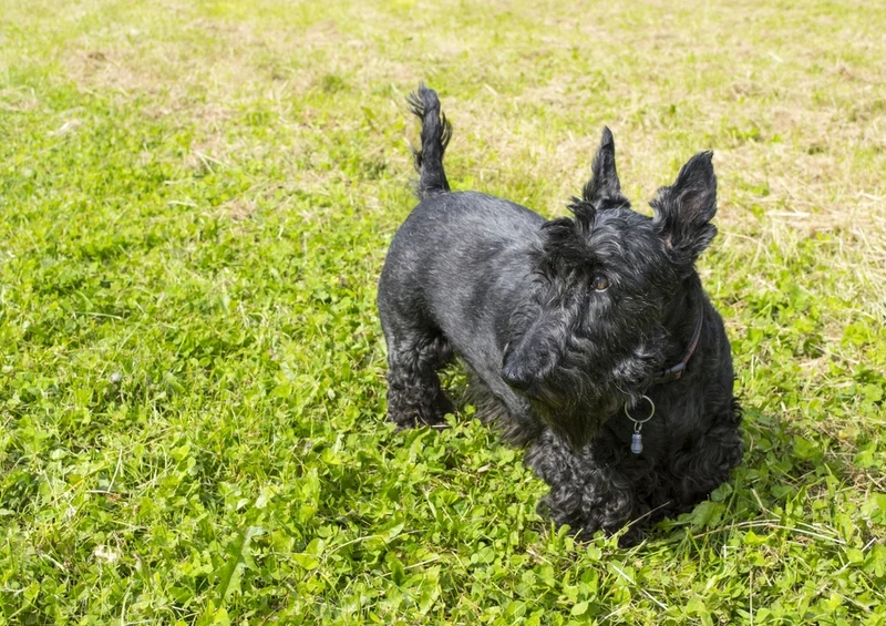 35252 Tierwelt - Terrier Puzzle
