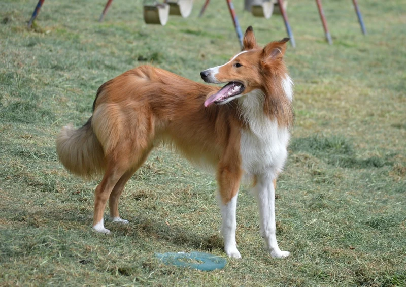 35246 Tierwelt - Collie Puzzle