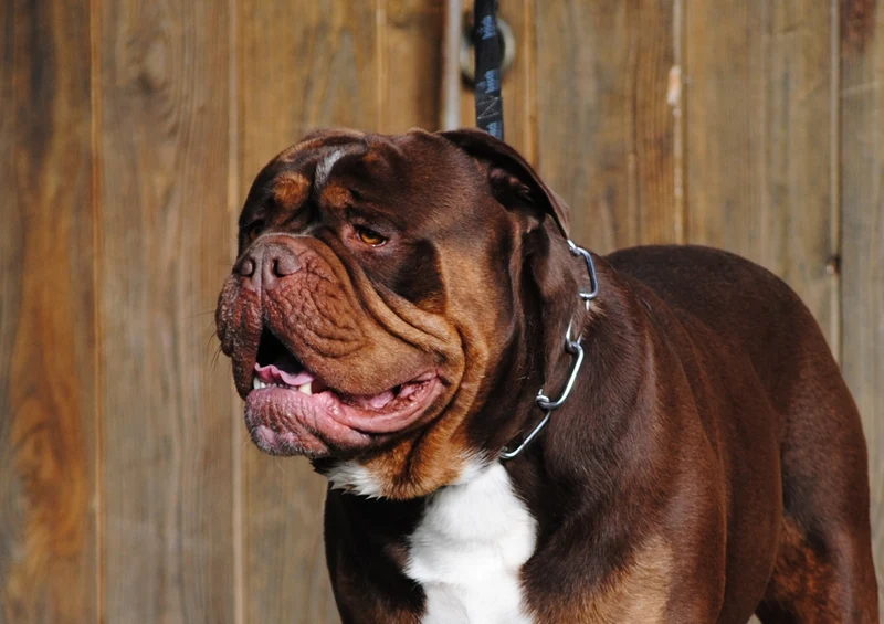 34754 Tierwelt - Englische Bulldogge Puzzle